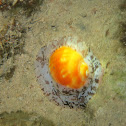 Giant Tun