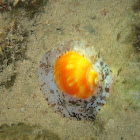 Giant Tun