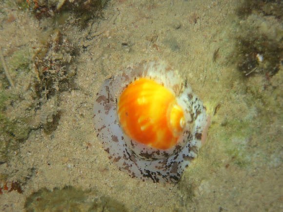 Spotting Image 1