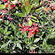 Toyon