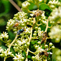 Green Bottle Fly and Honey Bees