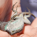 Great Basin Fence Lizard