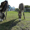 Wild Donkey