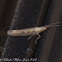Diamond-back Moth
