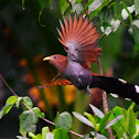 Squirrel Cuckoo