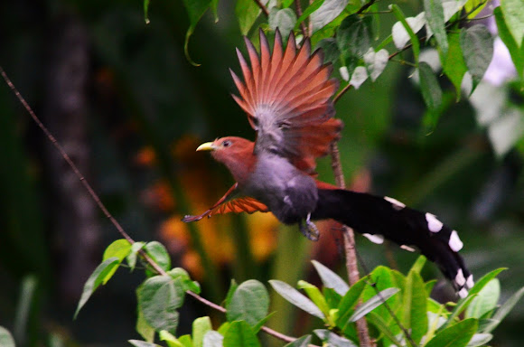 Spotting Image 1