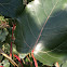 Black Poplar