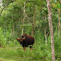 Gaur / Indian bison