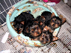 Yorkshire Terrier Machos Y Hembras
