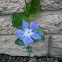 Periwinkle