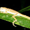 Oriental Garden Lizard/Changeable Lizard