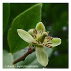 wild flower