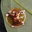 Tortoise Beetle