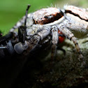 Jumping Spider
