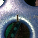 Caterpillar