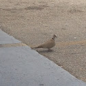 Eurasian Collared Dove