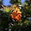 Flores Páramo