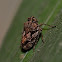 Leaf Hopper