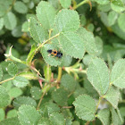 Multicolored Asian Lady Beetle