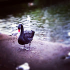 Black swan
