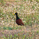 Northern Jacana