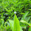 tortoise beetle