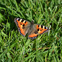 Small Tortoiseshell