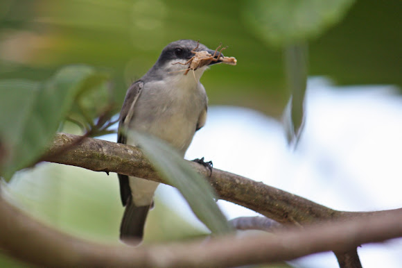Spotting Image 1