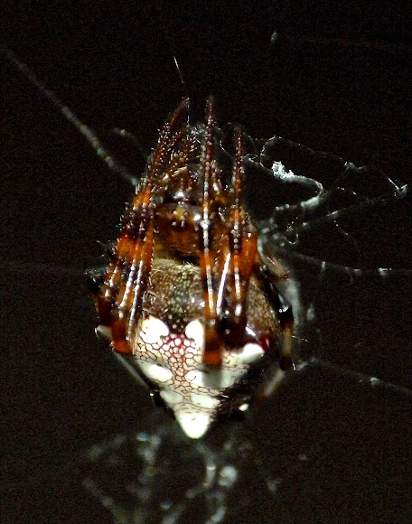 Spotting Image 1