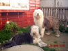 Se Venden Perros Cachorros Pastor Ingles