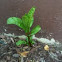 Pokeweed