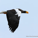 Steller's Sea Eagle