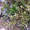 Mouse eared chickweed