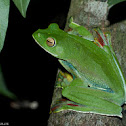 Malabar Flying Frog