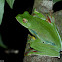 Malabar Flying Frog