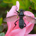 March Fly (Male)