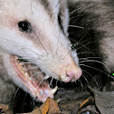 Opossum