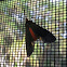 Moth