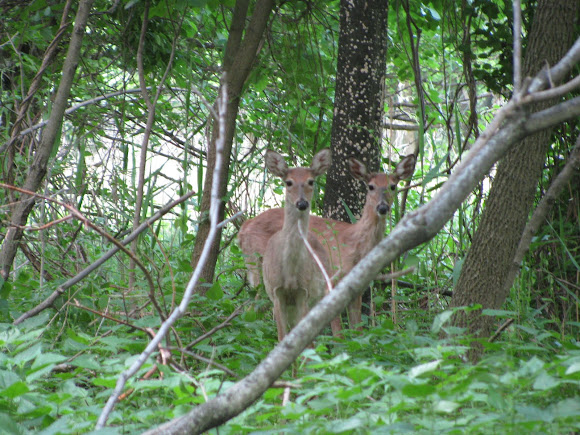 Spotting Image 1