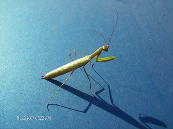 Spotting Image 1