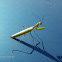 Praying Mantis