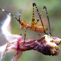 Katydid nymph