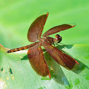 Common Parasol (male)