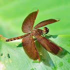 Common Parasol (male)