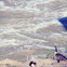 Canadian Goose