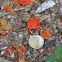 Eggshell