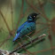Superb Starling