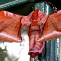 Huckleberry Sphinx Moth
