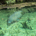 West Indian Manatee