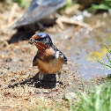Barn Swallow